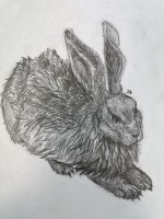 Albrecht_Dürer_Hase_2_Klasse_8b.JPG
